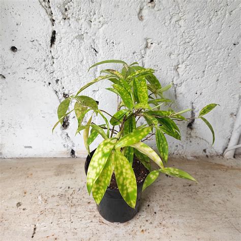 Home | Planterie I New Delhi
