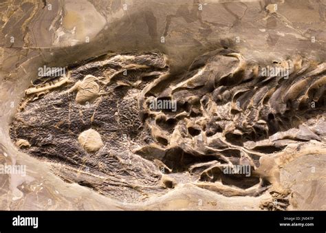 Extinct 的图像结果