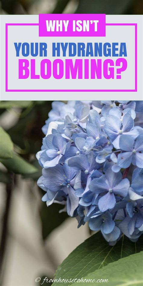 Why Are My Hydrangeas Not Flowering This Year at Terry Prater blog