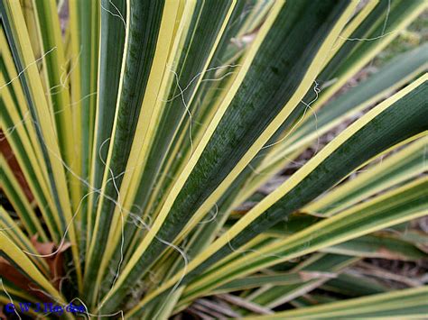Avize Çiçeği Yetiştiriciliği