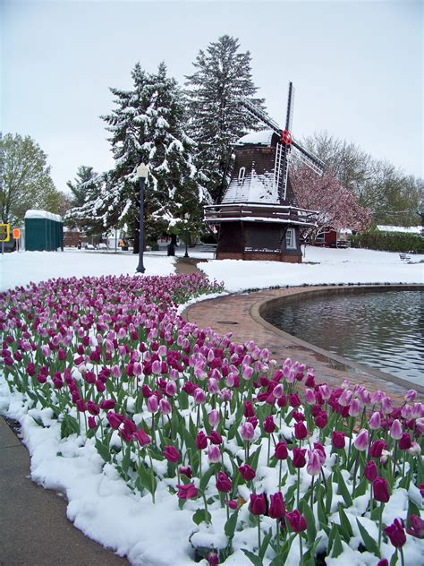 Snowy Tulip Time Festival in Pella, Iowa