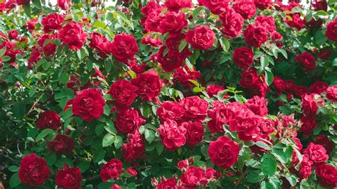 20 Pest-Repelling Companion Plants For Roses (And 5 You Should Never ...