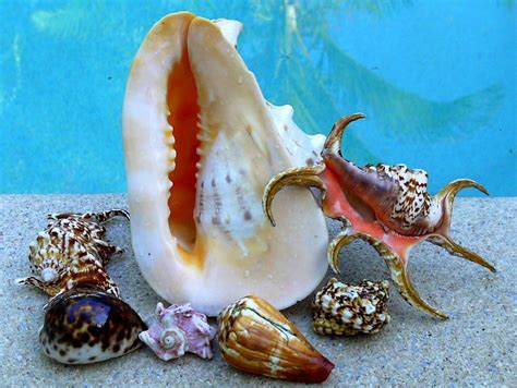 Sea Shell Collections 的图像结果