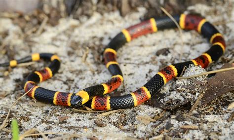 Coral Snake Rhyme: The One Rhyme to Avoid Venomous Snakes - IMP WORLD