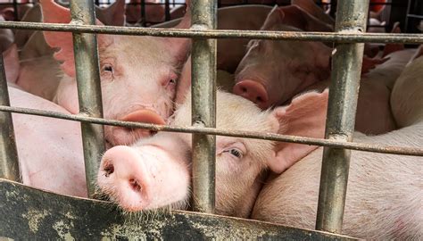 Slaughter Process 的图像结果