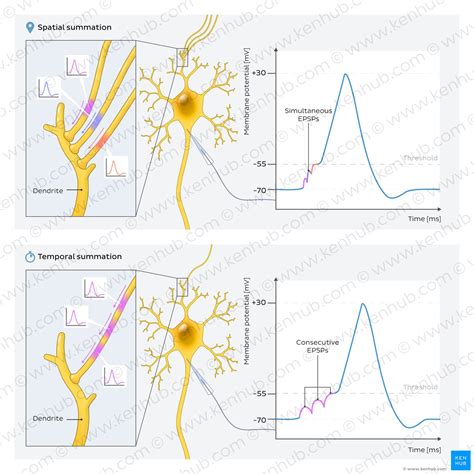 Postsynaptic potentials: EPSPs and IPSPs | Kenhub
