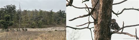 RAPTOR RESEARCH AND CONSERVATION FOUNDATION