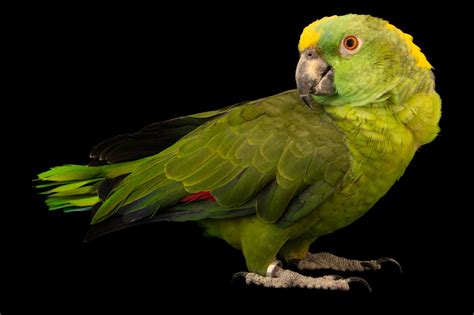 Yellow-naped Amazon Parrot (Amazona auropalliata auropalliata) - Joel Sartore