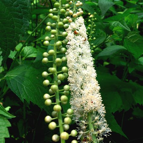 Black Cohosh Root Definition at Aaron Copeley blog