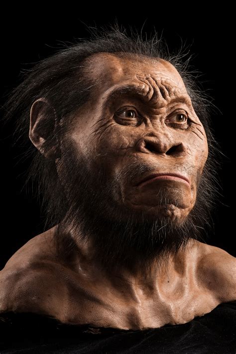 Hominids Timeline For Kids