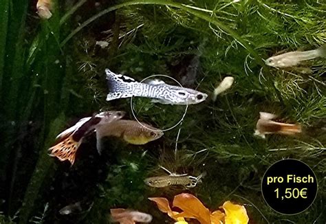 Endler Guppy reinerbig ab 50€ Versand Abholung in Mechernich | Tiere ...