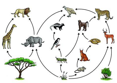 Rainforest Ecosystem Animals Food Chain