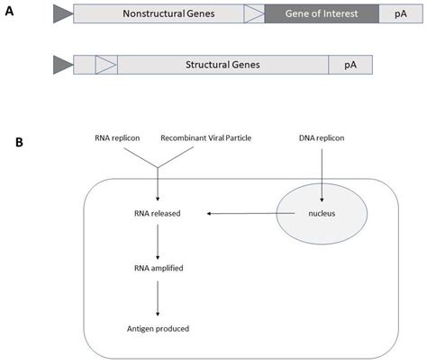 Self-Amplifying RNA Viruses as RNA Vaccines