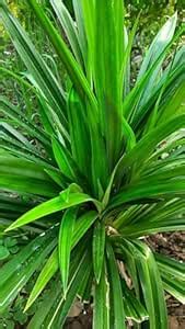 Live Biryani Leaf Plant (Pandan), Indoor/Outdoor Rambha Plant for Home ...