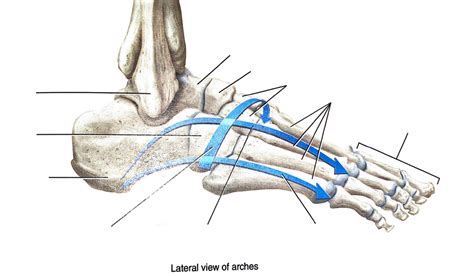 Image result for Toe Lateral View