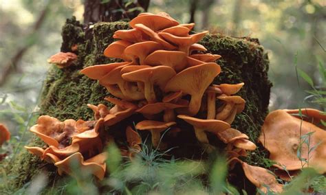 False Chanterelle Jack O Lantern Mushroom Vs Chanterelle at Orville ...