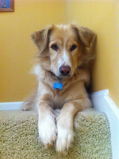 Border Collie Golden Retriever Mix - Plabor
