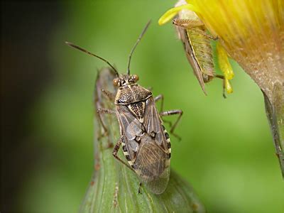 Thumbnail for version as of 13:33, 31 March 2006