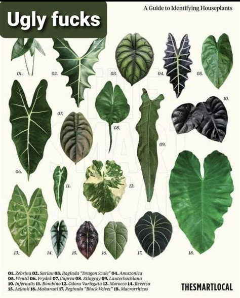 Indoor Tropical Plants Identification Bundle Of 4 Assorted Foliage