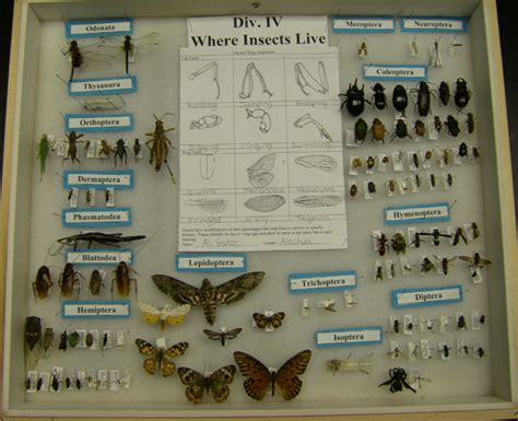 4-H Virtual Insect Collection 的图像结果