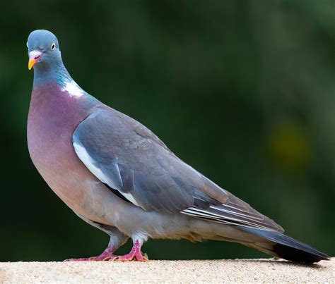 Pigeon Breeds 101: A Guide to Different Pigeon Varieties