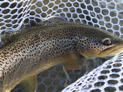 FORBIDDEN WATERS FLY FISHING (2026) All You Need to Know BEFORE You Go ...