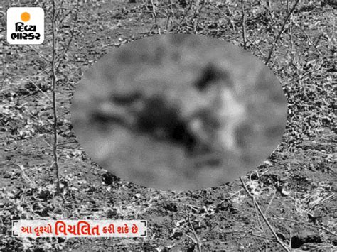 Lioness tears apart 5-year-old child in Amreli