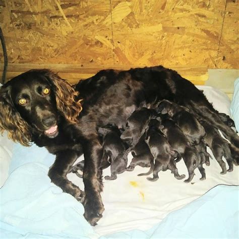 BOYKIN SPANIEL PUPPIES