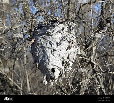Aerial Yellowjacket Nest