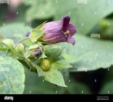 Deadly Nightshade Plant