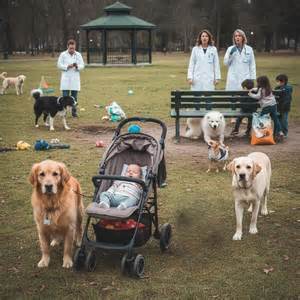 Think twice before bringing home these 9 dog breeds