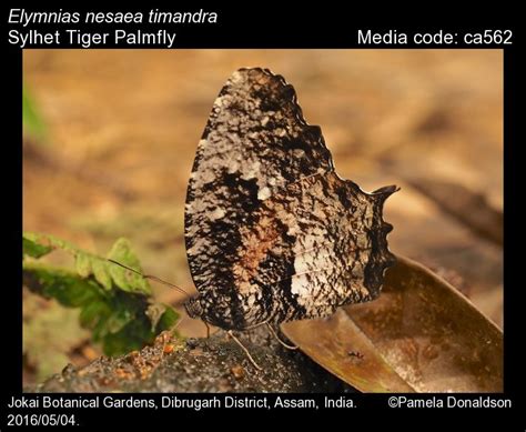 Elymnias nesaea (Linnaeus, 1764) - Tiger Palmfly | Butterfly