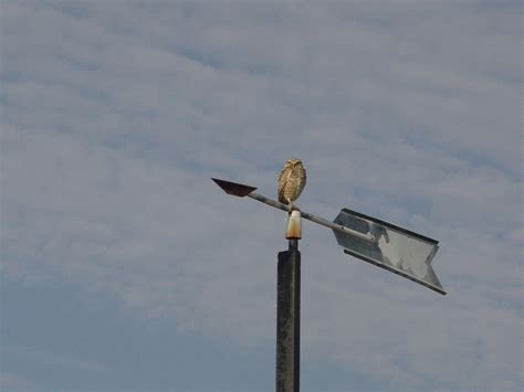 Army mobilizes to increase Burrowing Owl habitat in Oregon | Article ...