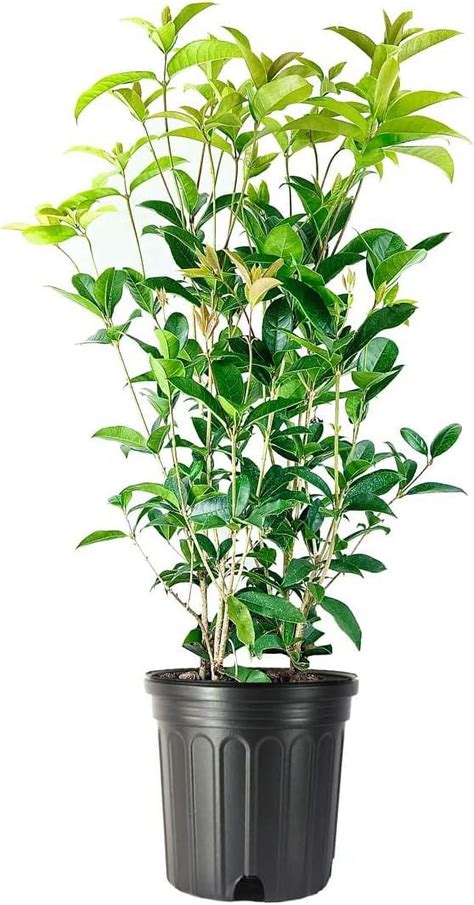 Fragrant Tea Olive Shrub 3 Extra Large 3 Gallon Plants Osmanthus ...