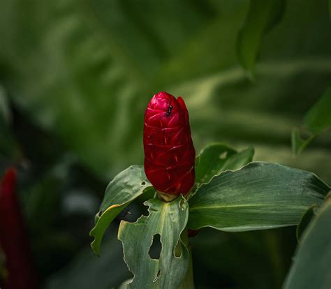 Pictures Of Mice Photos, Download The BEST Free Pictures Of Mice Stock ...