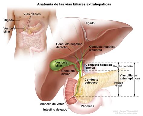 El Magnífico Sistema Biliar. Descubre La Anatomía La Función