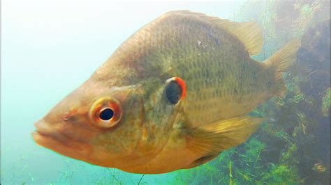 Image result for What Is a Shellcracker Fish