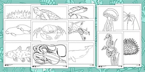 Under the Sea Creatures Colouring Pages - Primary Resources