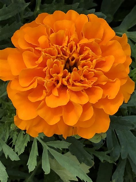 French Marigold With Tiny Orange Flowers
