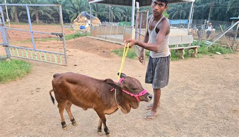 "Discover rare miniature cattle breeds like Micro Mini Cows, Punganur ...