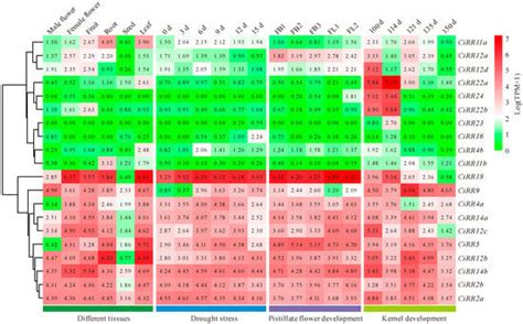 Genome-Wide Identification and Expression Profiling of the Response ...