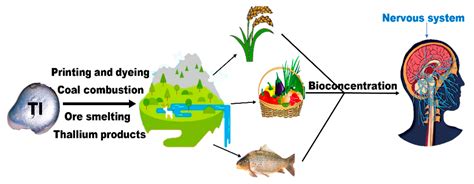 Recent Advances in Thallium Removal from Water Environment by Metal ...