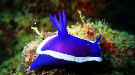 10种「美丽而又濒危」的海洋生物，不要让它们因我们而消失......