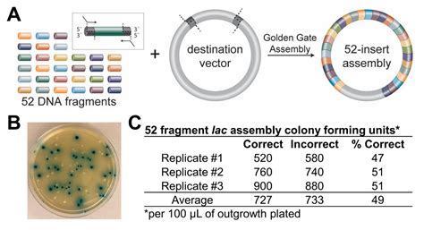 NEBridge® Golden Gate Assembly | NEB