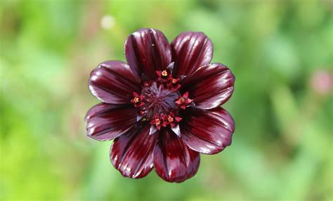 Rarest Most Beautiful Flower In The World at Cynthia Goldsmith blog