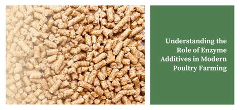Understanding the Role of Enzyme Additives in Modern Poultry Farming