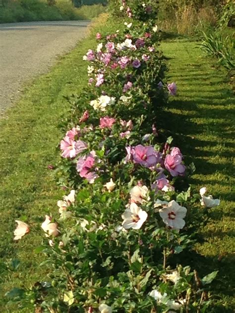 Rose Of Sharon Hedge