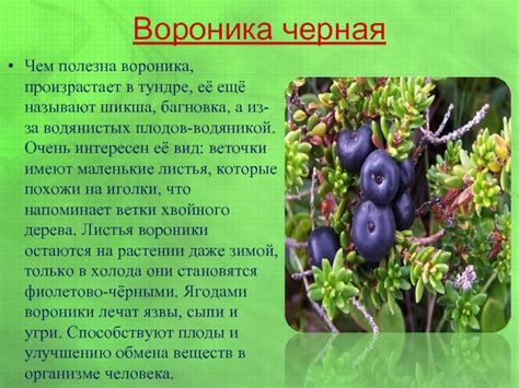 Черная Книга Растений России Фото С Названиями — Mixyfotos.ru