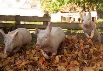 The Needs of Pigs - FOUR PAWS International - Animal Welfare Organisation