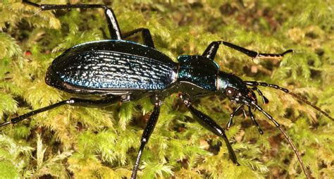 Ground Beetle Rice Biologists Uncover New Species Of Tiger Beetle: